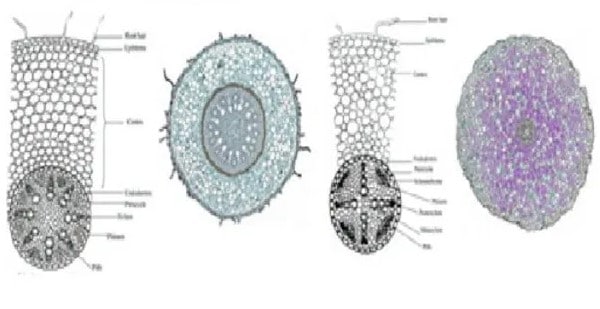 Detail Gambar Anatomi Akar Dikotil Dan Monokotil Nomer 35