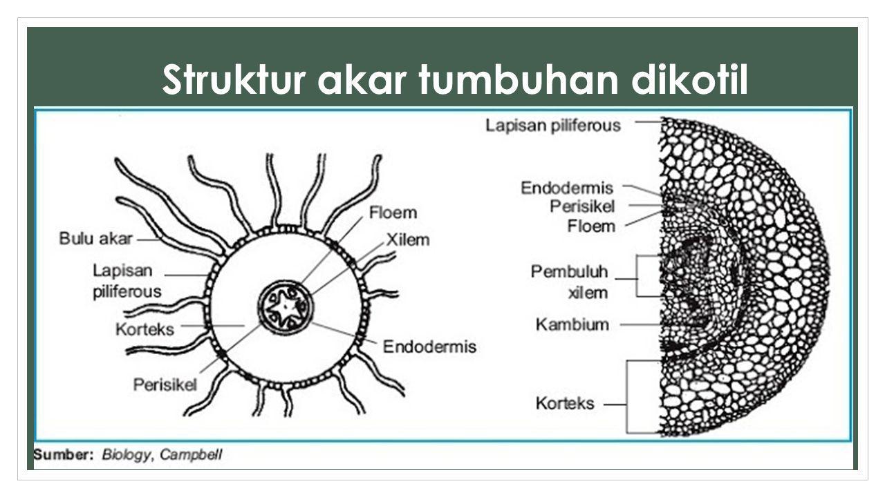 Detail Gambar Anatomi Akar Dikotil Dan Monokotil Nomer 39