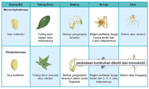 Detail Gambar Anatomi Akar Dikotil Dan Monokotil Nomer 8