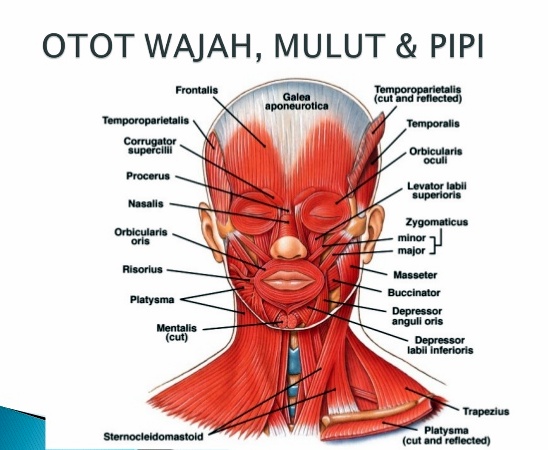 Gambar Anatomi Bagian Wajah - KibrisPDR