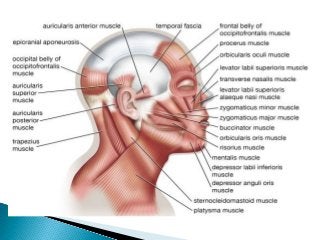 Detail Gambar Anatomi Bagian Wajah Nomer 2