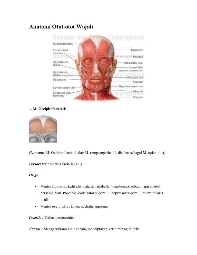 Detail Gambar Anatomi Bagian Wajah Nomer 10