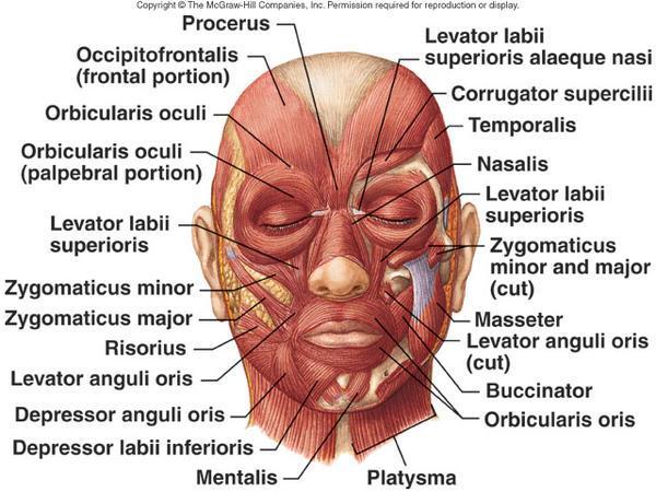 Detail Gambar Anatomi Bagian Wajah Nomer 13
