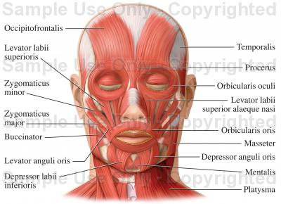 Detail Gambar Anatomi Bagian Wajah Nomer 14