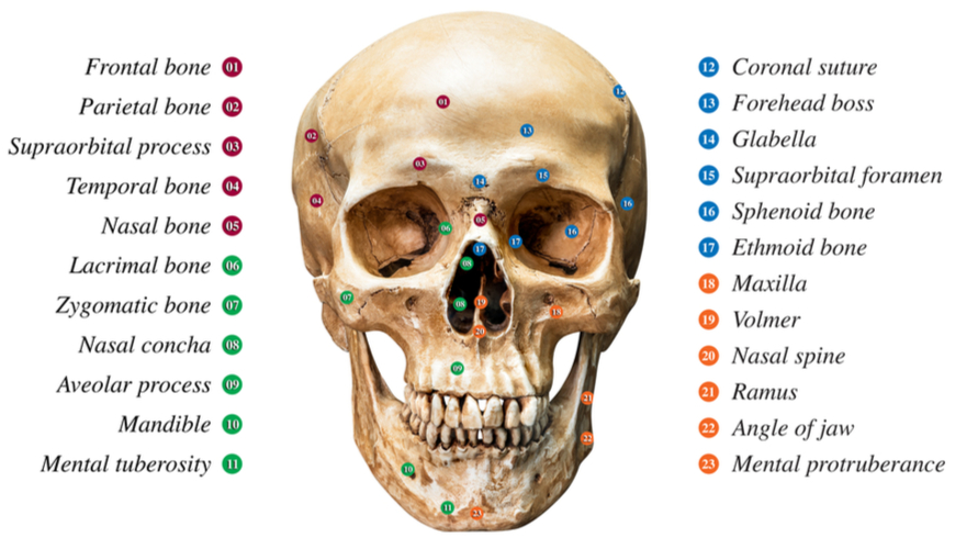 Detail Gambar Anatomi Bagian Wajah Nomer 30
