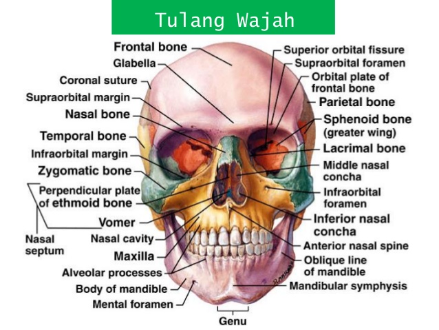 Detail Gambar Anatomi Bagian Wajah Nomer 5