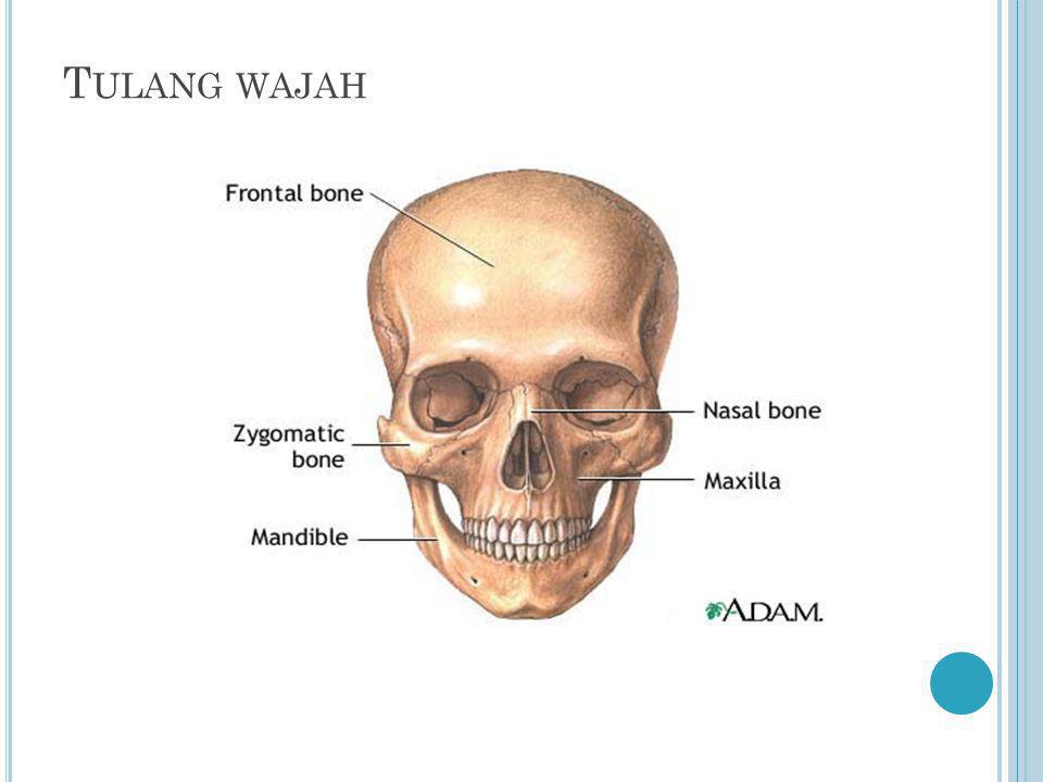 Detail Gambar Anatomi Bagian Wajah Nomer 44