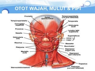 Detail Gambar Anatomi Bagian Wajah Nomer 7