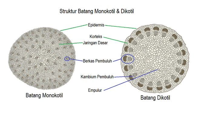 Gambar Anatomi Batang Dikotil Dan Monokotil - KibrisPDR