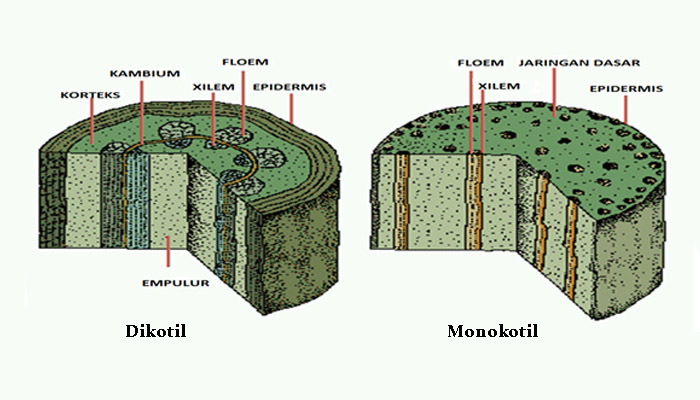 Detail Gambar Anatomi Batang Dikotil Dan Monokotil Nomer 13