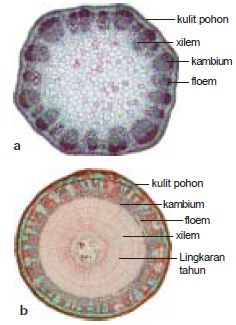 Detail Gambar Anatomi Batang Dikotil Dan Monokotil Nomer 16