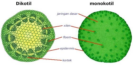 Detail Gambar Anatomi Batang Dikotil Dan Monokotil Nomer 3