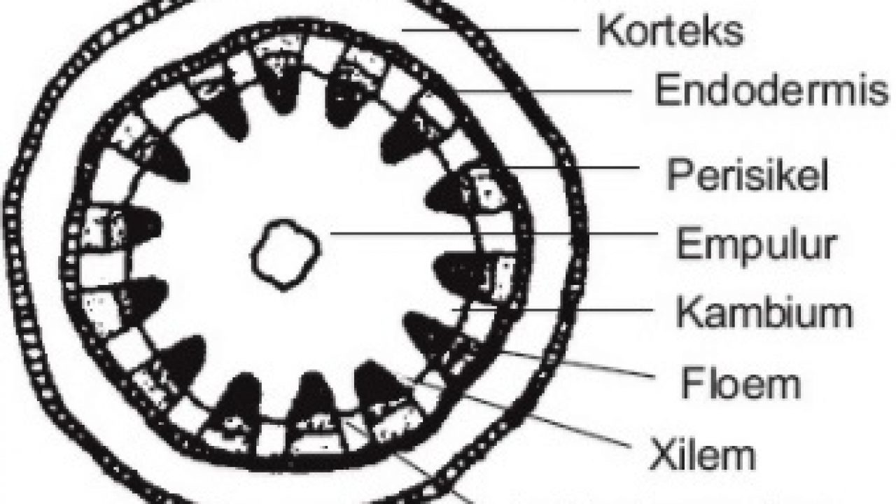 Detail Gambar Anatomi Batang Dikotil Dan Monokotil Nomer 20