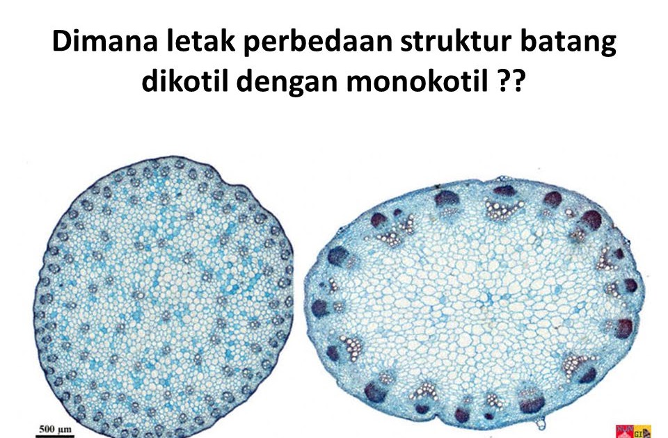 Detail Gambar Anatomi Batang Dikotil Dan Monokotil Nomer 21