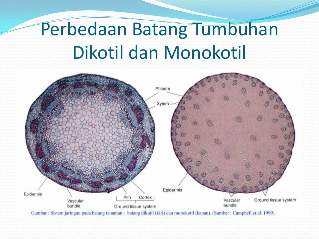 Detail Gambar Anatomi Batang Dikotil Dan Monokotil Nomer 26