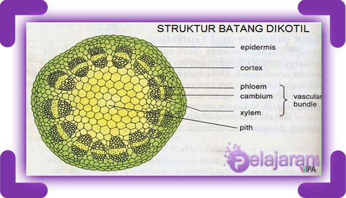 Detail Gambar Anatomi Batang Dikotil Dan Monokotil Nomer 4