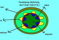 Detail Gambar Anatomi Batang Dikotil Dan Monokotil Nomer 32