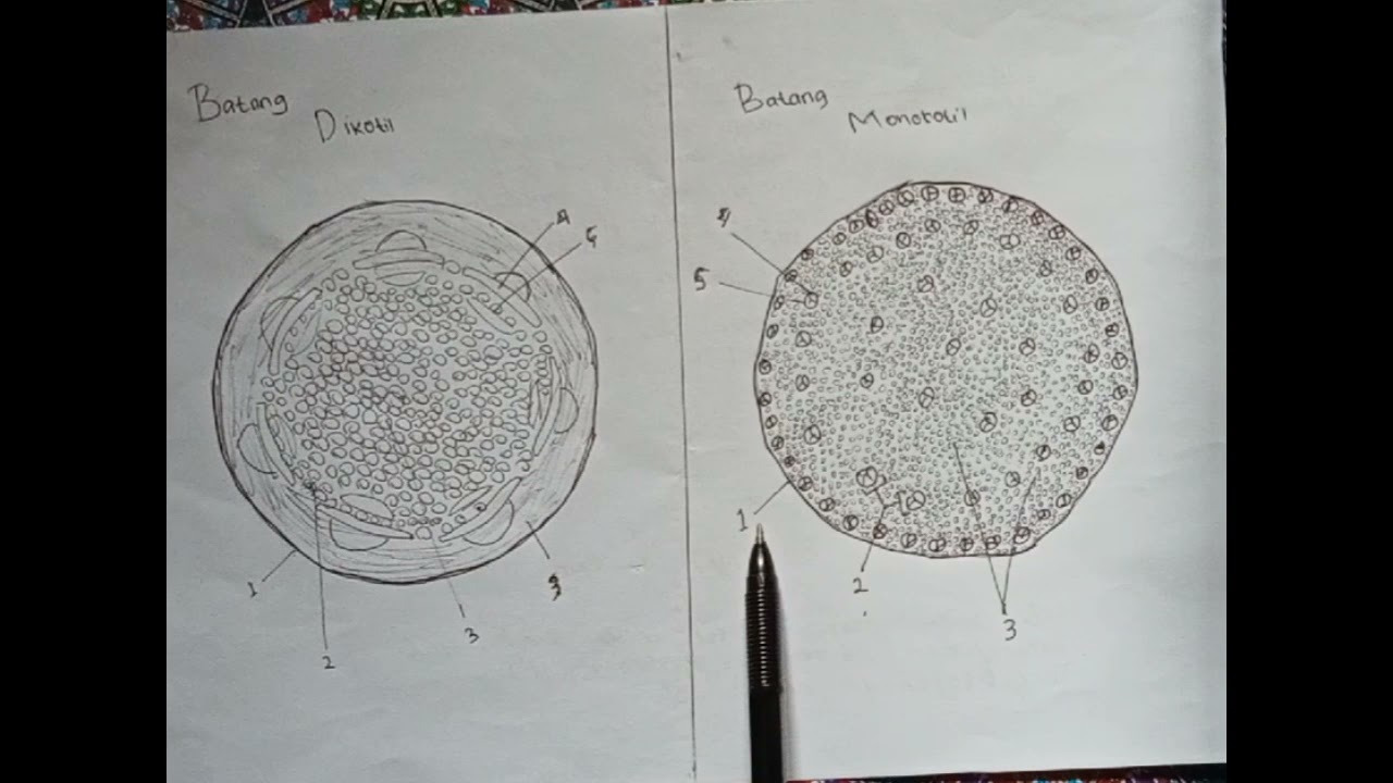 Detail Gambar Anatomi Batang Dikotil Dan Monokotil Nomer 35