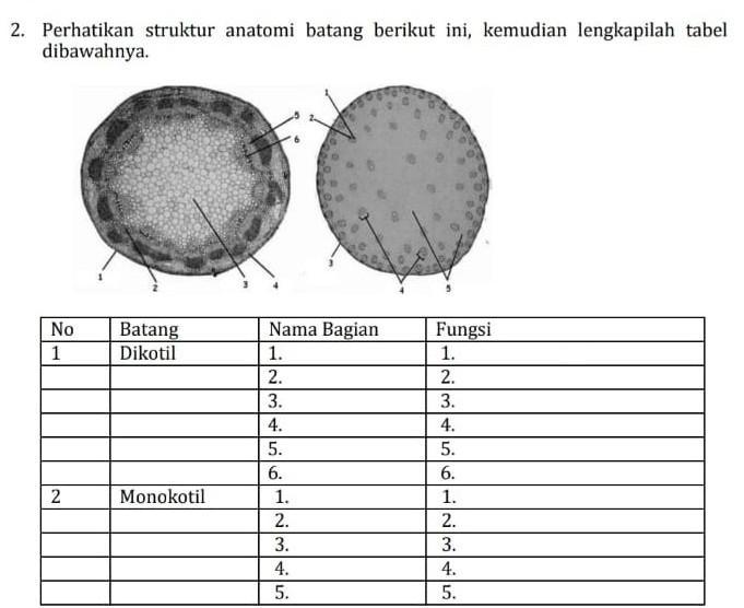 Detail Gambar Anatomi Batang Dikotil Dan Monokotil Nomer 43