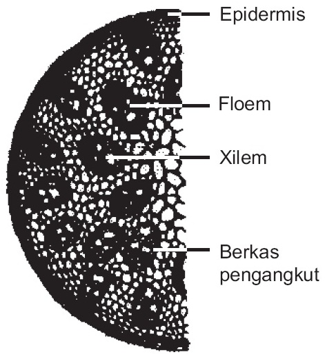 Detail Gambar Anatomi Batang Dikotil Dan Monokotil Nomer 44