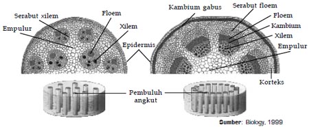 Detail Gambar Anatomi Batang Dikotil Dan Monokotil Nomer 7