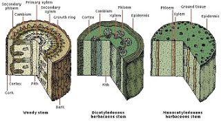 Detail Gambar Anatomi Batang Dikotil Dan Monokotil Nomer 8