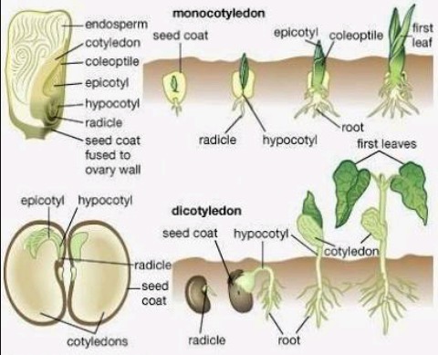 Gambar Anatomi Batang Kacang Hijau - KibrisPDR