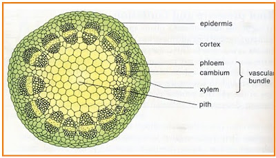 Detail Gambar Anatomi Batang Kacang Hijau Nomer 11