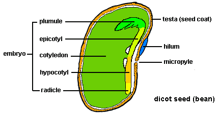 Detail Gambar Anatomi Batang Kacang Hijau Nomer 13