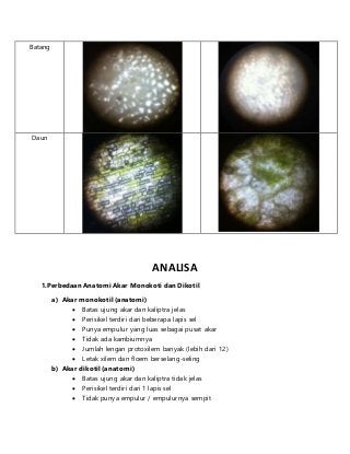 Detail Gambar Anatomi Batang Kacang Hijau Nomer 29