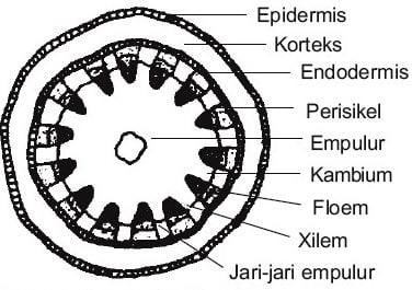 Detail Gambar Anatomi Batang Kacang Hijau Nomer 30