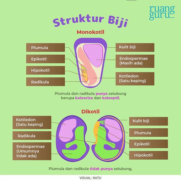 Detail Gambar Anatomi Batang Kacang Hijau Nomer 31