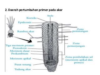 Detail Gambar Anatomi Batang Kacang Hijau Nomer 38