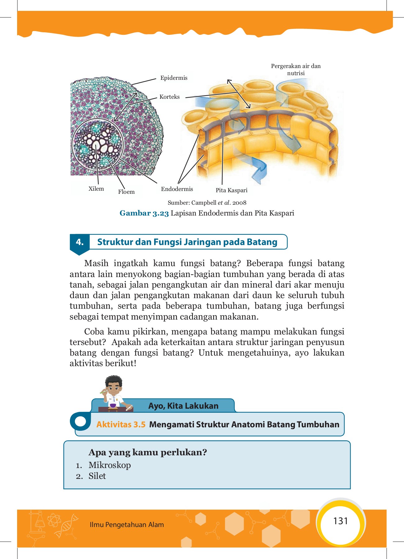 Detail Gambar Anatomi Batang Kacang Hijau Nomer 39