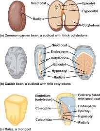 Detail Gambar Anatomi Batang Kacang Hijau Nomer 42