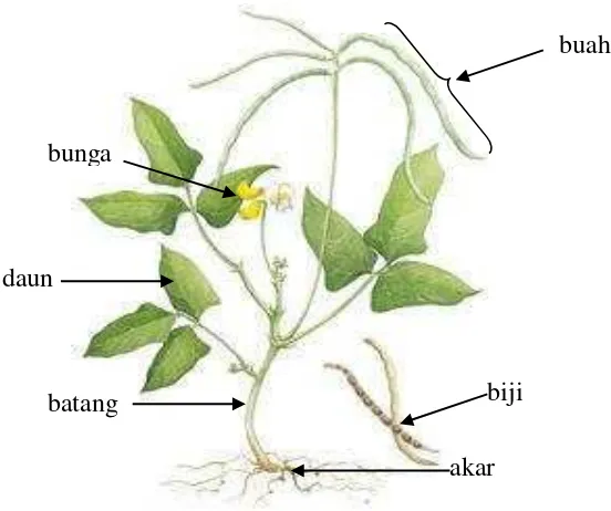 Detail Gambar Anatomi Batang Kacang Hijau Nomer 6