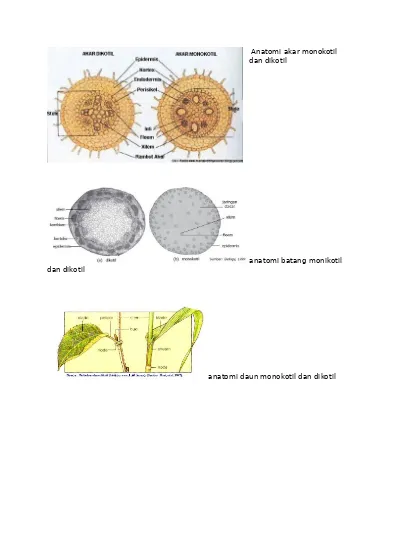 Detail Gambar Anatomi Batang Kacang Hijau Nomer 48