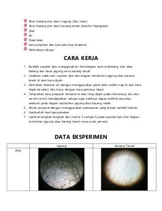 Detail Gambar Anatomi Batang Kacang Hijau Nomer 50