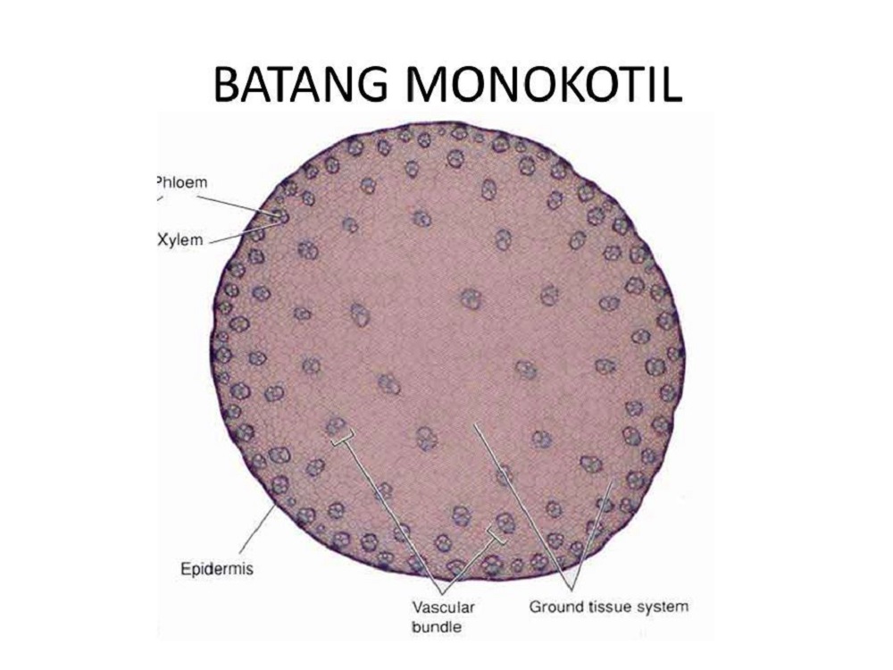 Detail Gambar Anatomi Batang Monokotil Nomer 2