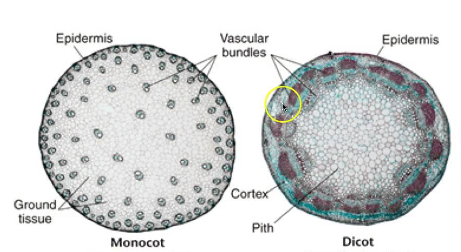 Detail Gambar Anatomi Batang Monokotil Nomer 11