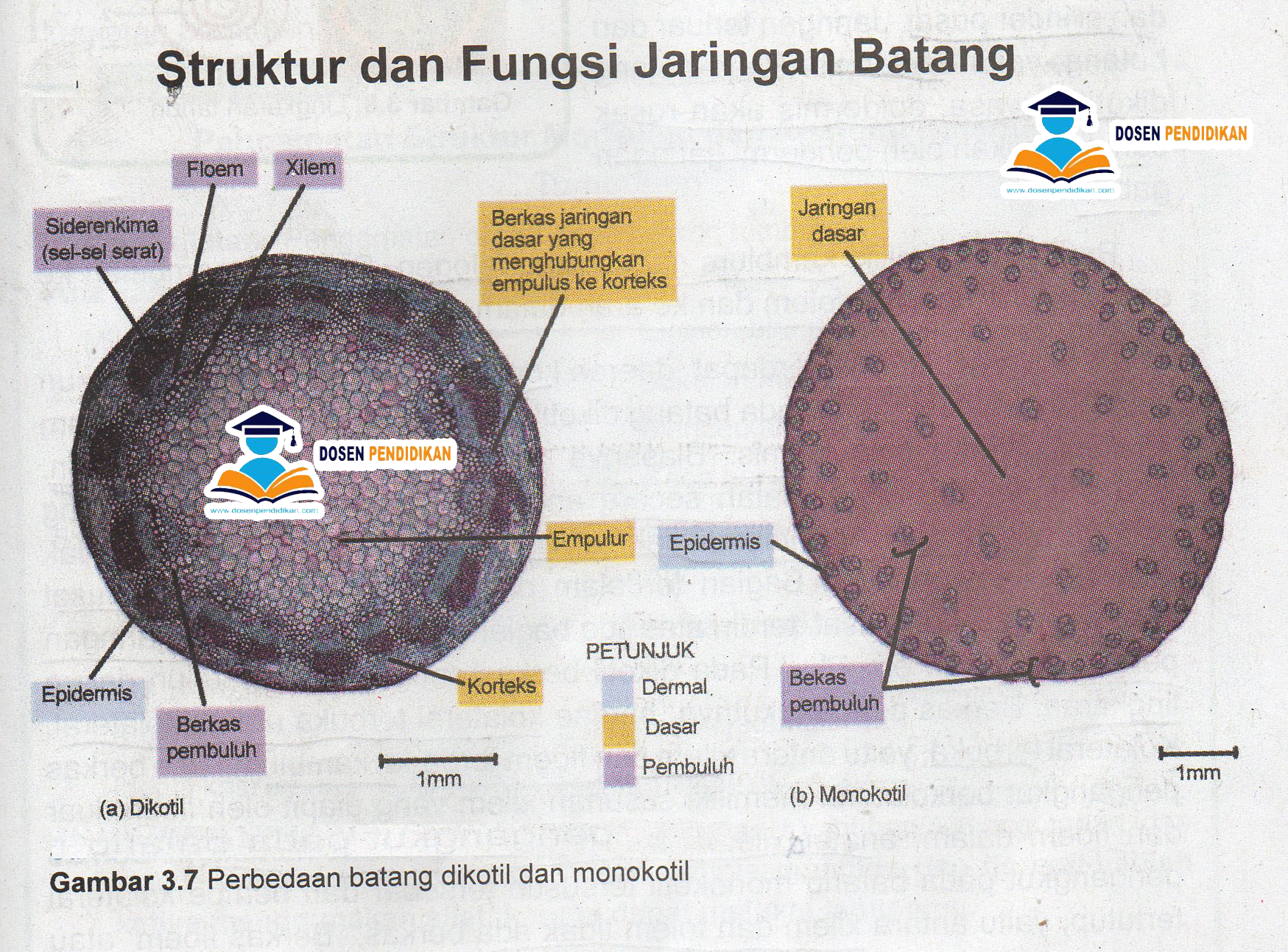 Detail Gambar Anatomi Batang Monokotil Nomer 5