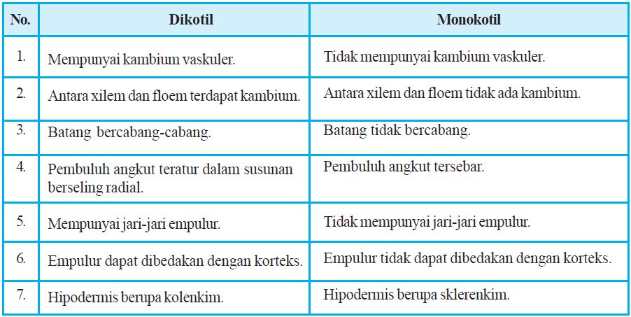 Detail Gambar Anatomi Batang Monokotil Nomer 36