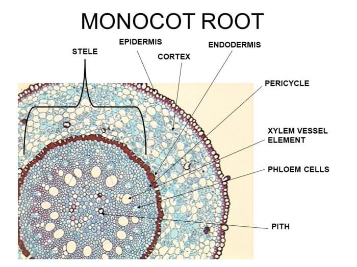 Detail Gambar Anatomi Batang Monokotil Nomer 40