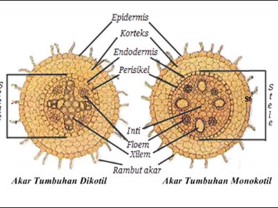 Detail Gambar Anatomi Batang Monokotil Nomer 53