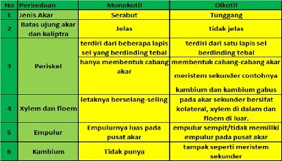 Detail Gambar Anatomi Batang Monokotil Nomer 54