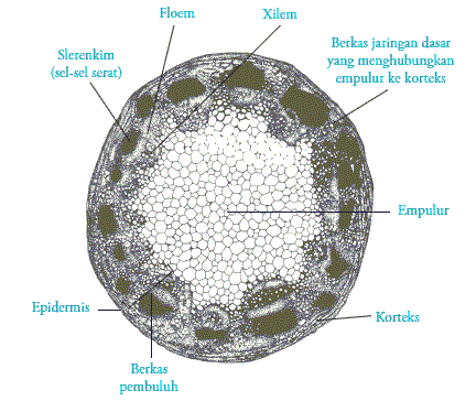 Detail Gambar Anatomi Batang Tumbuhan Nomer 14