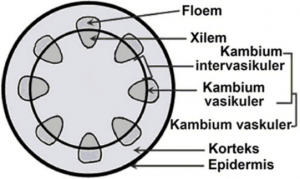 Detail Gambar Anatomi Batang Tumbuhan Nomer 25