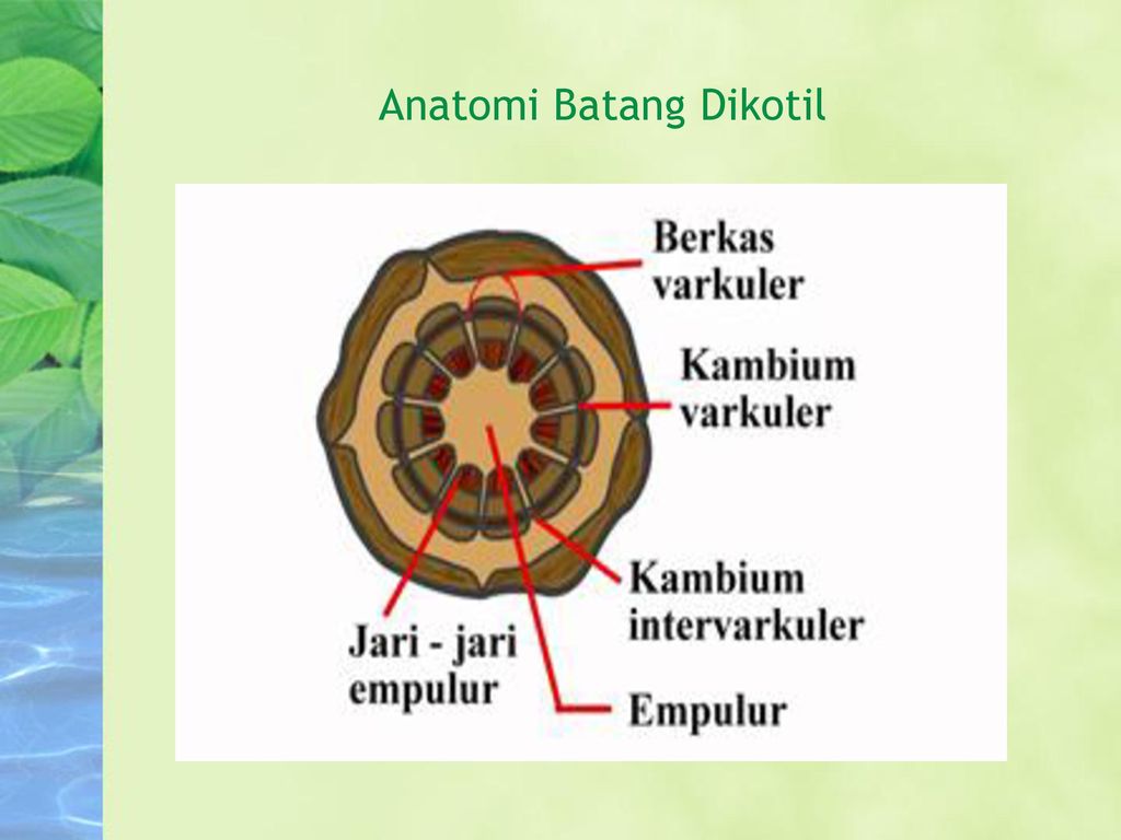 Detail Gambar Anatomi Batang Tumbuhan Nomer 27