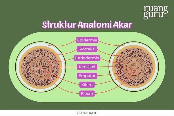 Detail Gambar Anatomi Batang Tumbuhan Nomer 28