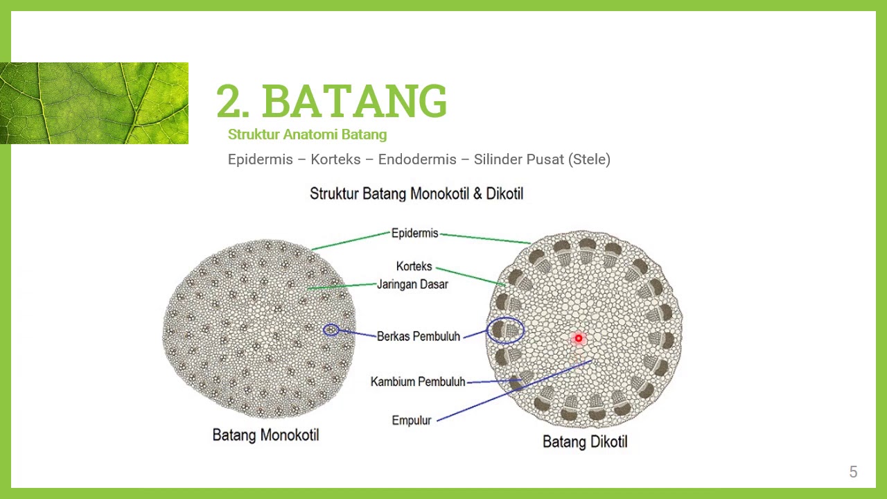 Detail Gambar Anatomi Batang Tumbuhan Nomer 29